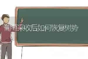 葡萄采收后如何恢复树势