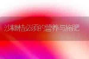 沙糖桔必须的营养与施肥