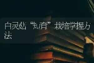 白灵菇“短育”栽培掌握方法