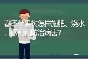 春季苹果树怎样施肥、浇水、修剪和防治病害?