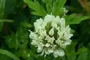 艾草什么时候开花,开花是什么样子?