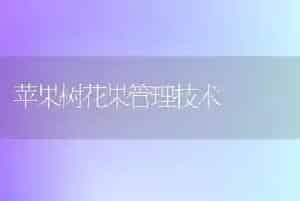 苹果树花果管理技术