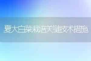 夏大白菜栽培关键技术措施