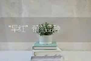 “早红”葡萄品种
