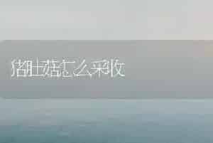 猪肚菇怎么采收