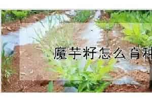 魔芋籽怎么育种