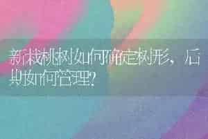 新栽桃树如何确定树形,后期如何管理?