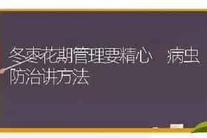 冬枣花期管理要精心 病虫防治讲方法