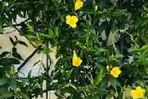 茉莉花可以晒太阳吗,需要阳光晒吗?