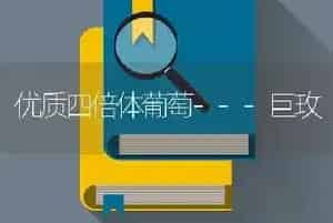 优质四倍体葡萄---巨玫
