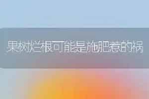果树烂根可能是施肥惹的祸