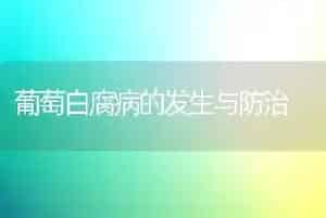 葡萄白腐病的发生与防治