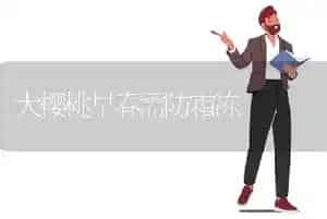 大樱桃早春需防霜冻