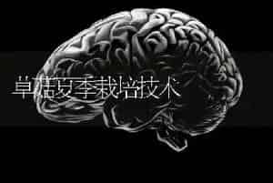 草菇夏季栽培技术