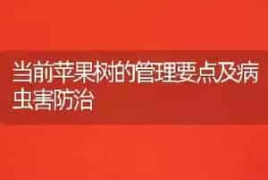 当前苹果树的管理要点及病虫害防治
