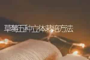 草莓五种立体栽培方法