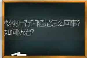 樱桃叶背凹陷是怎么回事?如何防治?