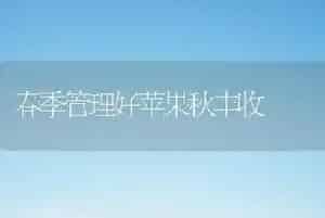 春季管理好苹果秋丰收