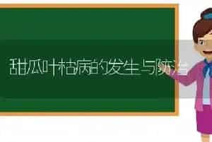 甜瓜叶枯病的发生与防治