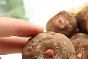魔芋怎么做出来的好吃,手工魔芋的制作方法与过程?