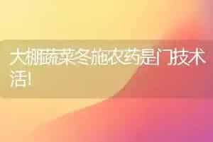 大棚蔬菜冬施农药是门技术活！