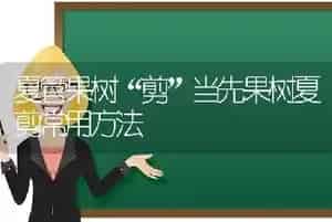 夏管果树“剪”当先果树夏剪常用方法