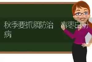 秋季要抓紧防治 青枣白粉病