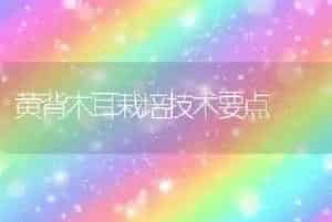 黄背木耳栽培技术要点