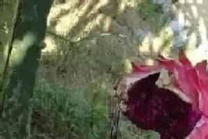 火龙果裂果怎么办?火龙果裂果原因与处理方法
