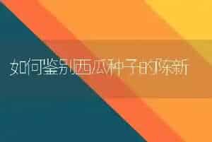 如何鉴别西瓜种子的陈新