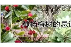 种杨梅树的忌讳