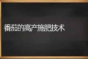 番茄的高产施肥技术