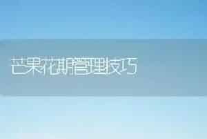 芒果花期管理技巧