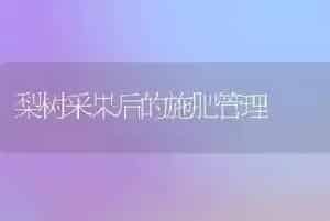梨树采果后的施肥管理