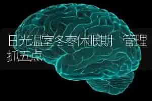 日光温室冬枣休眠期 管理抓五点