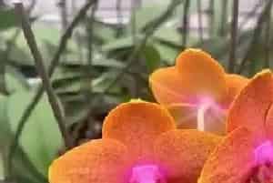 蝴蝶兰一年开几次花?蝴蝶兰形态特征与植物学史