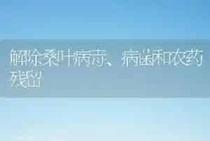 解除桑叶病毒、病菌和农药残留