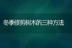雨后桃树叶片出现许多小圆孔 该咋办