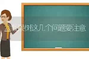 盆栽果树这几个问题要注意