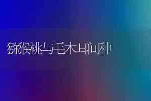 猕猴桃与毛木耳间种