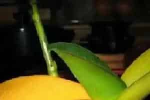 蝴蝶兰叶片发黄原因和处理方法?