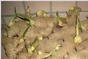 发芽生姜怎么盆栽种植？家里种姜介绍