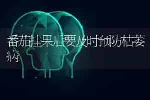 番茄挂果后要及时预防枯萎病
