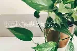 枣园秋施基肥有方法