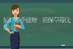 搞好冬季管理 确保草莓优质高产