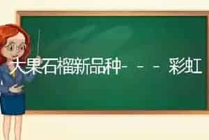 大果石榴新品种---彩虹