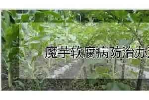魔芋软腐病防治办法