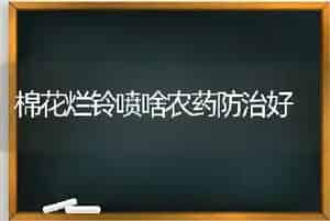棉花烂铃喷啥农药防治好