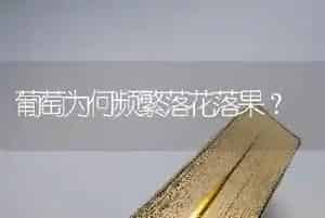 葡萄为何频繁落花落果?