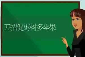 五招促枣树多坐果